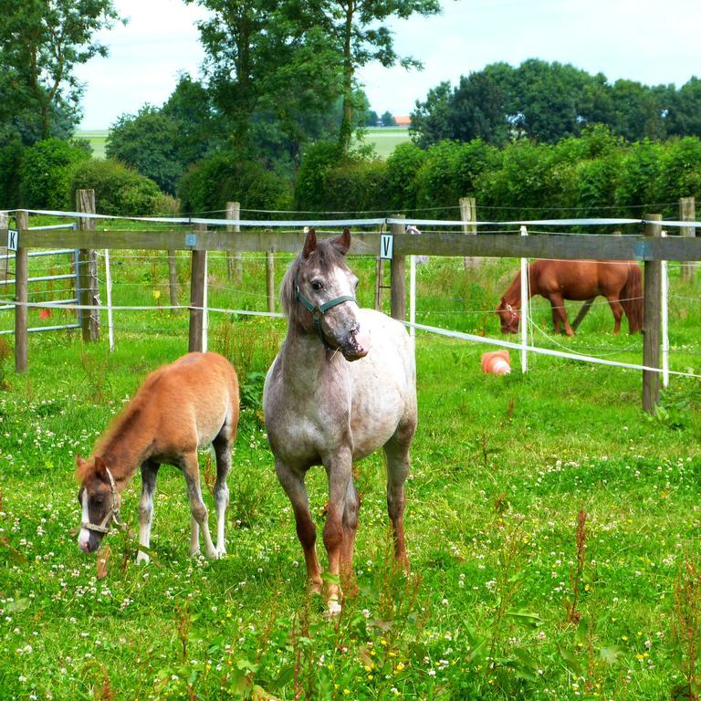 Gite Et Relais Equestre De Marie Tours-en-Vimeu Esterno foto