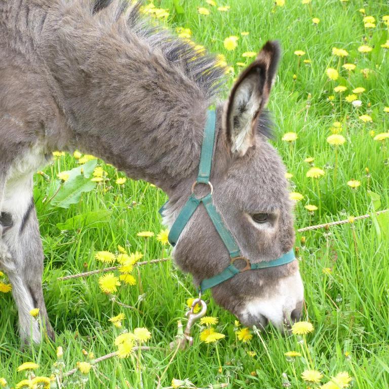 Gite Et Relais Equestre De Marie Tours-en-Vimeu Esterno foto