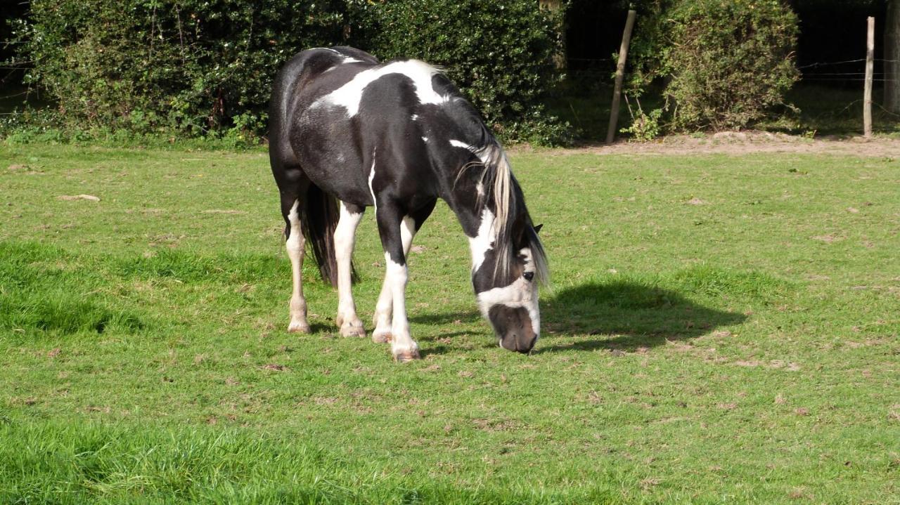 Gite Et Relais Equestre De Marie Tours-en-Vimeu Esterno foto